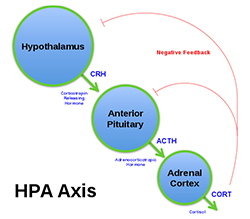 HPA Axis HPA Axis Diagram